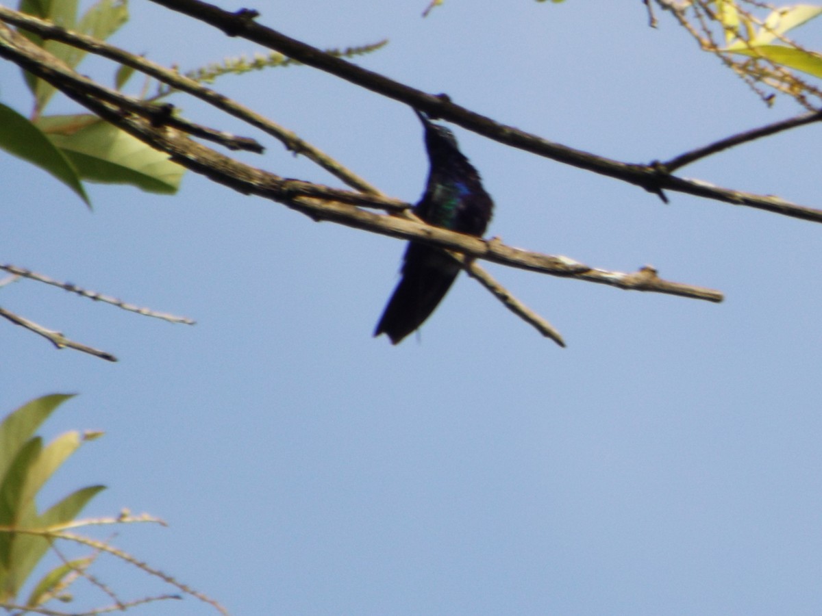 kolibřík tropický - ML537131591