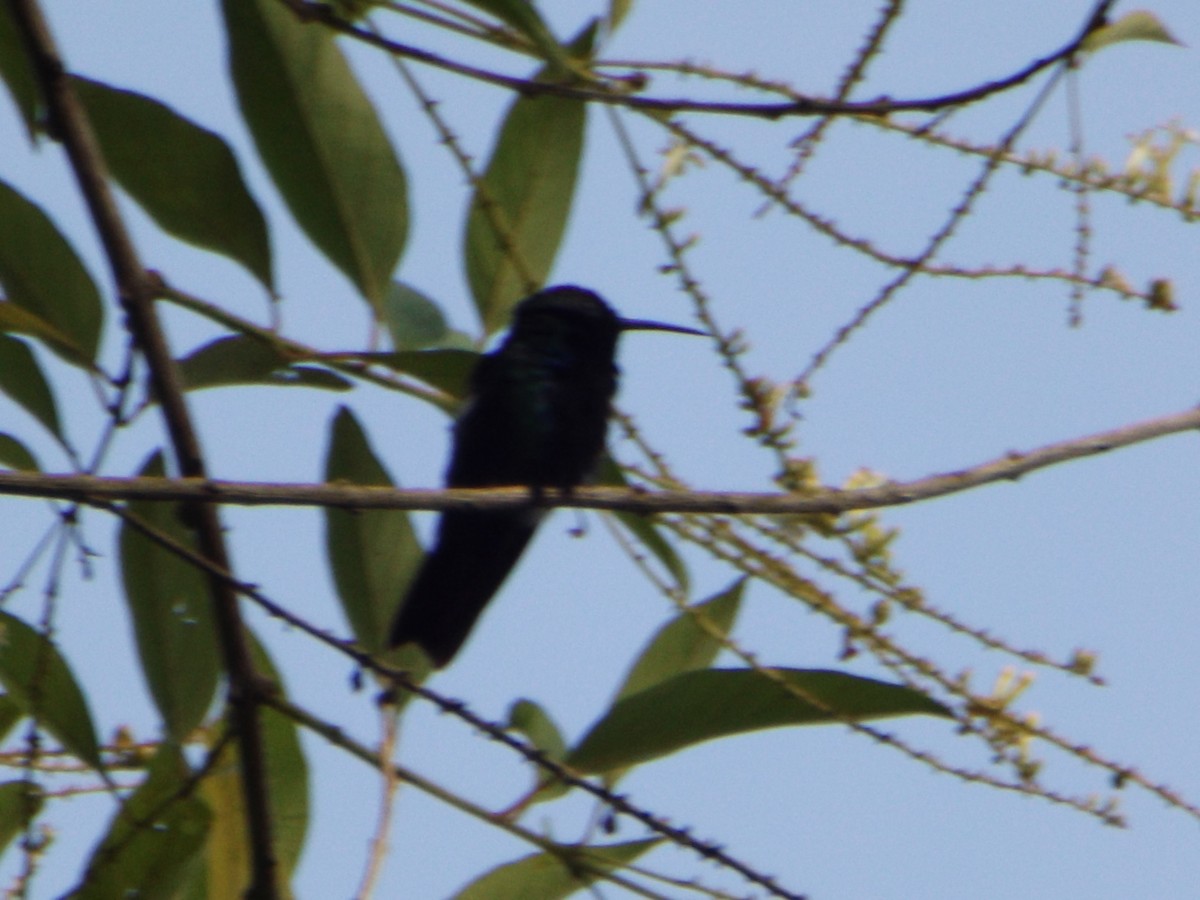 Black-throated Mango - ML537131611