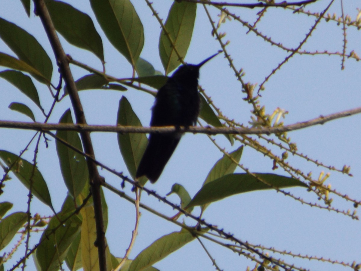 Black-throated Mango - ML537131641