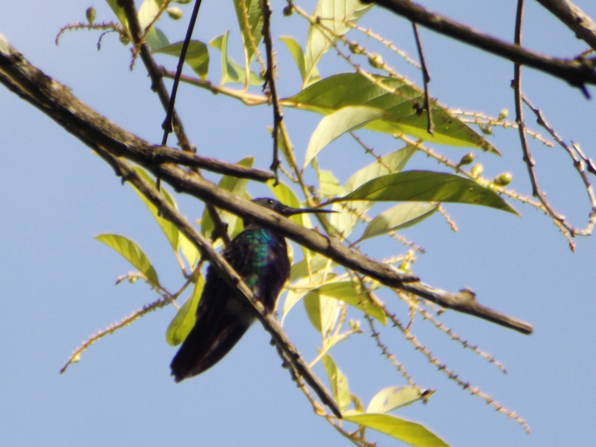 kolibřík tropický - ML537131671