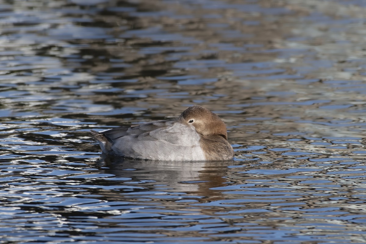 Canvasback - ML537133811