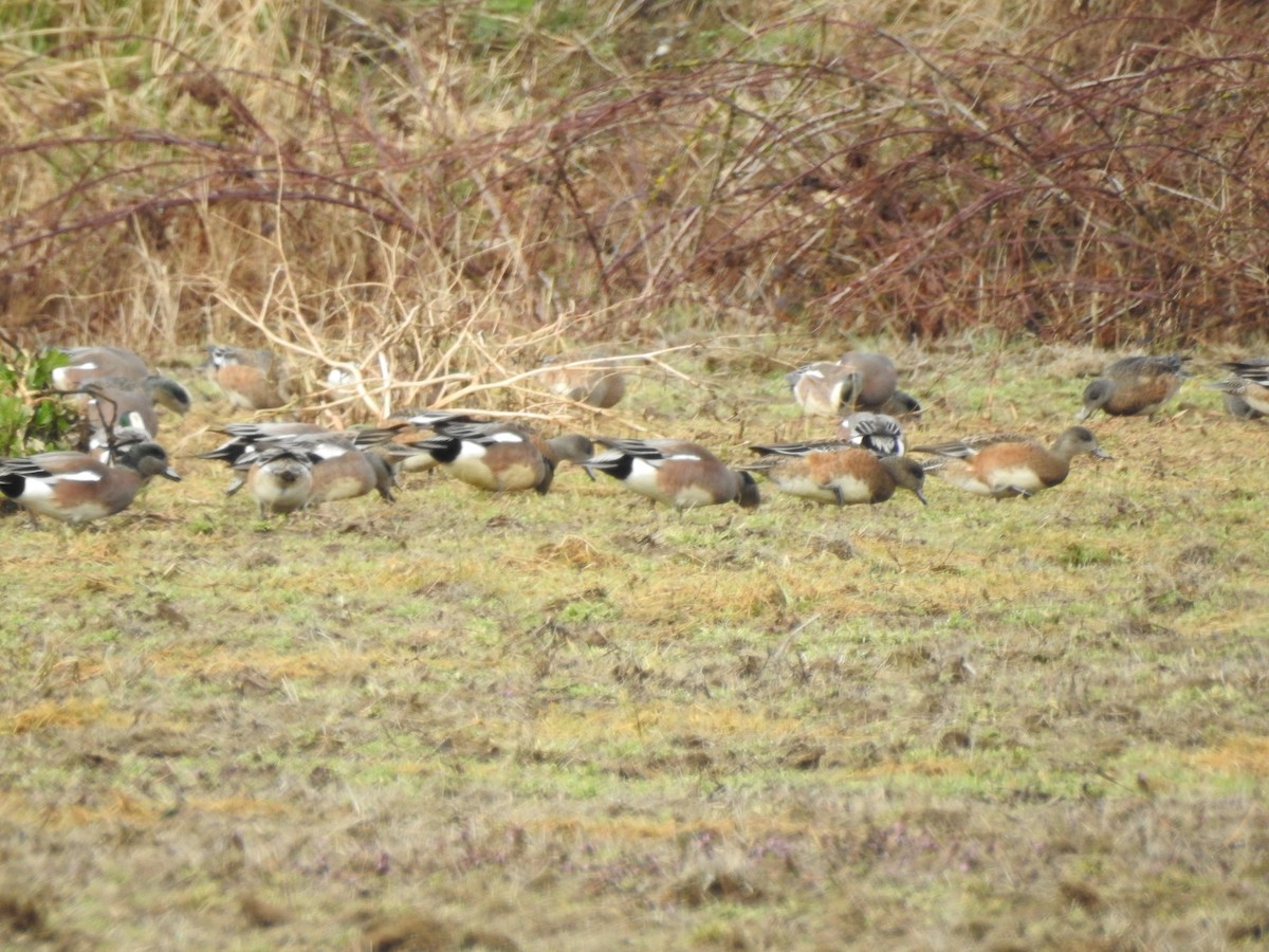 American Wigeon - ML537133921