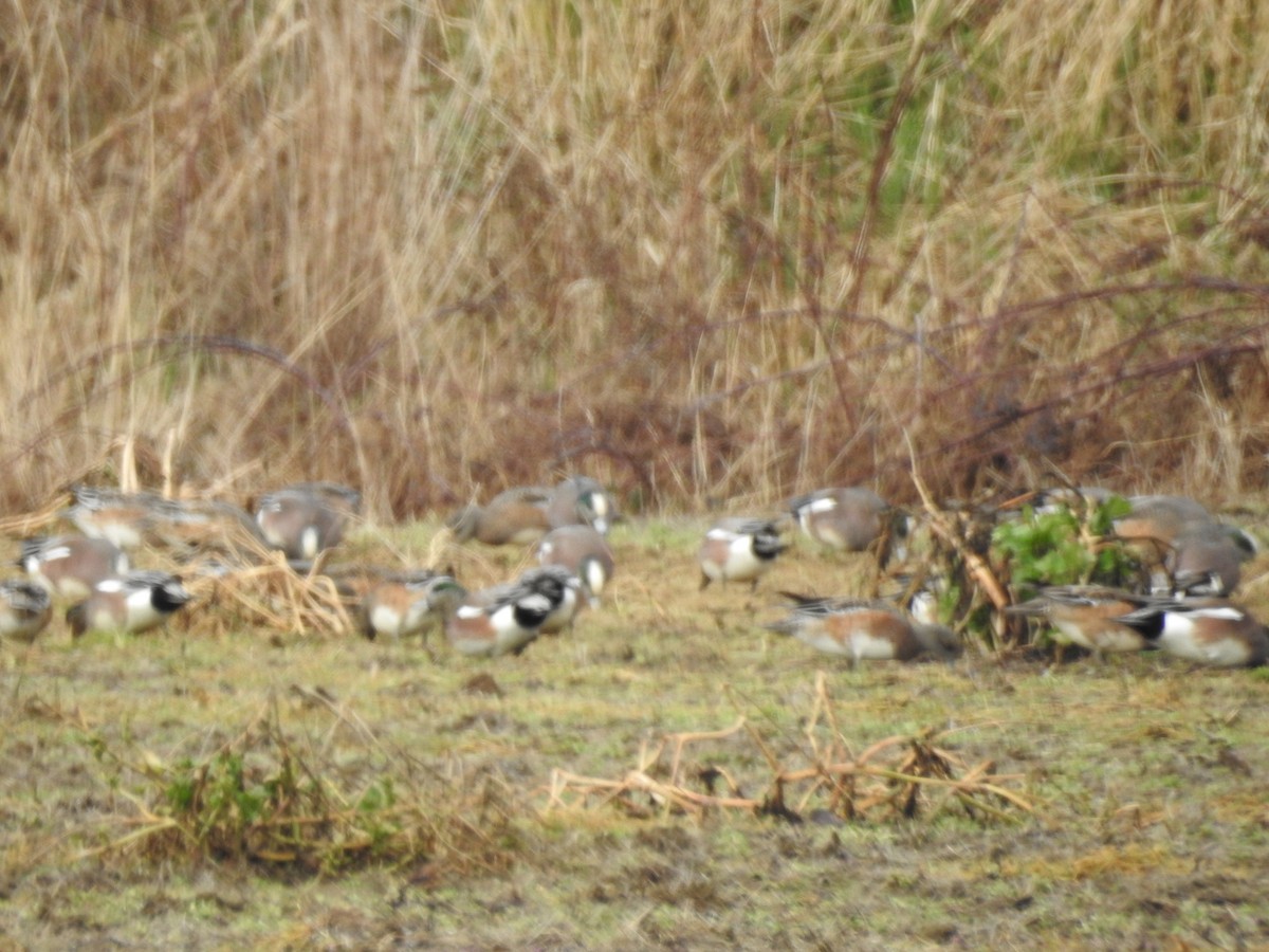 American Wigeon - ML537134101