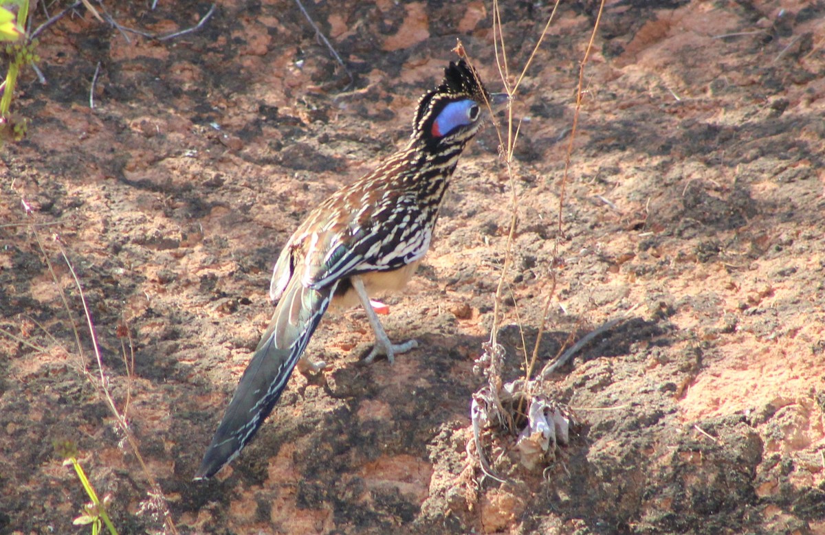 Lesser Roadrunner - ML537134371