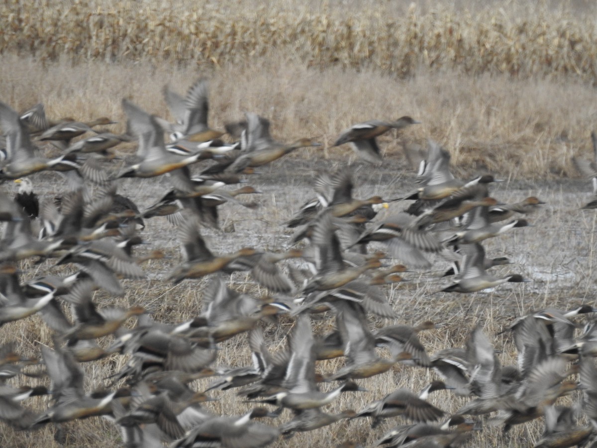 Northern Pintail - ML537134681