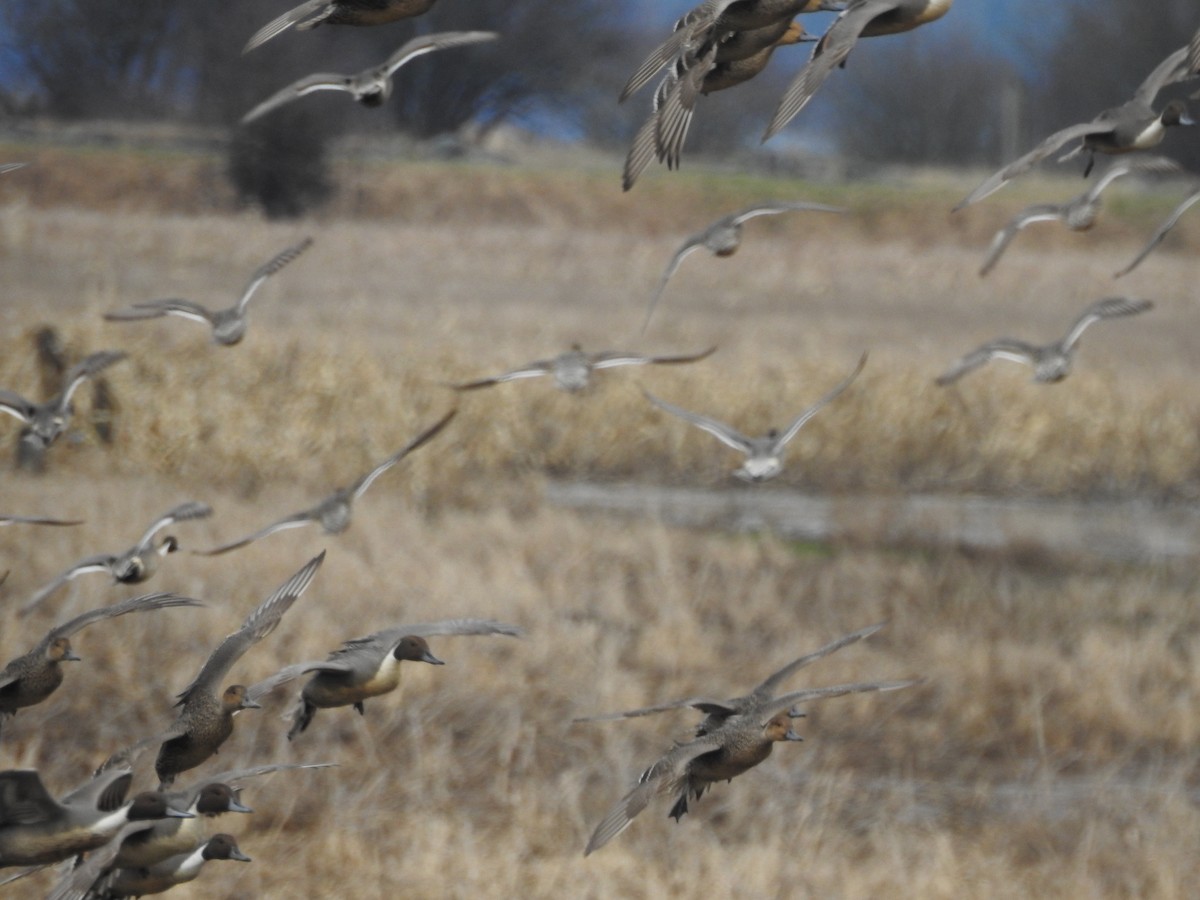 Northern Pintail - ML537134751