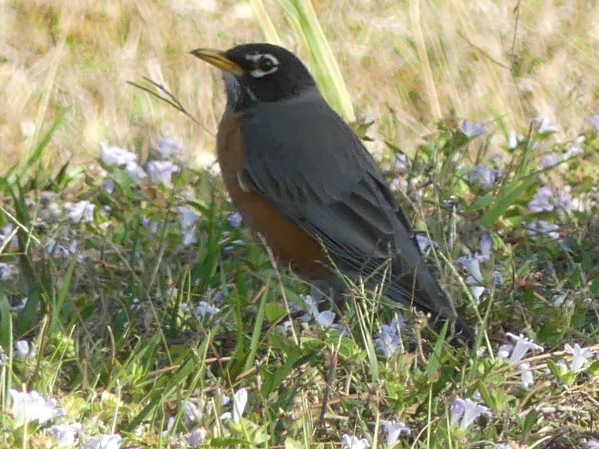 American Robin - ML537134791