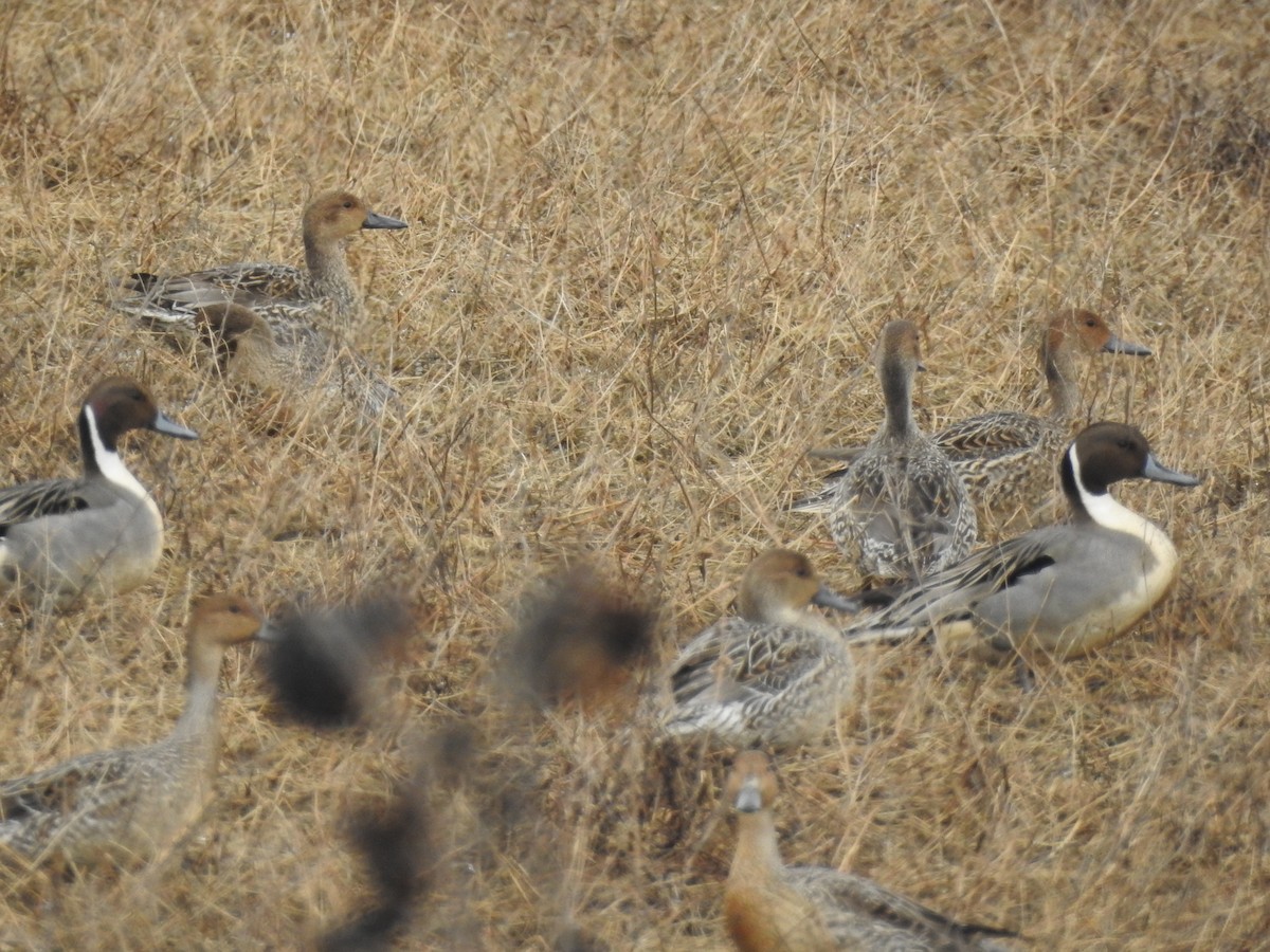 Northern Pintail - ML537135061