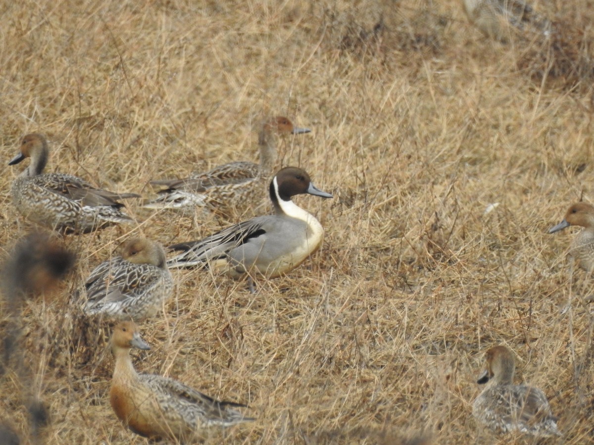 Northern Pintail - ML537135121