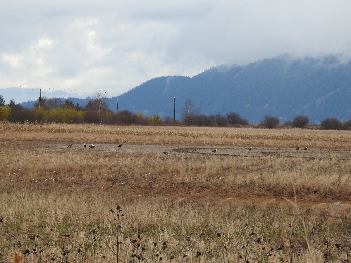 Bald Eagle - ML537135231