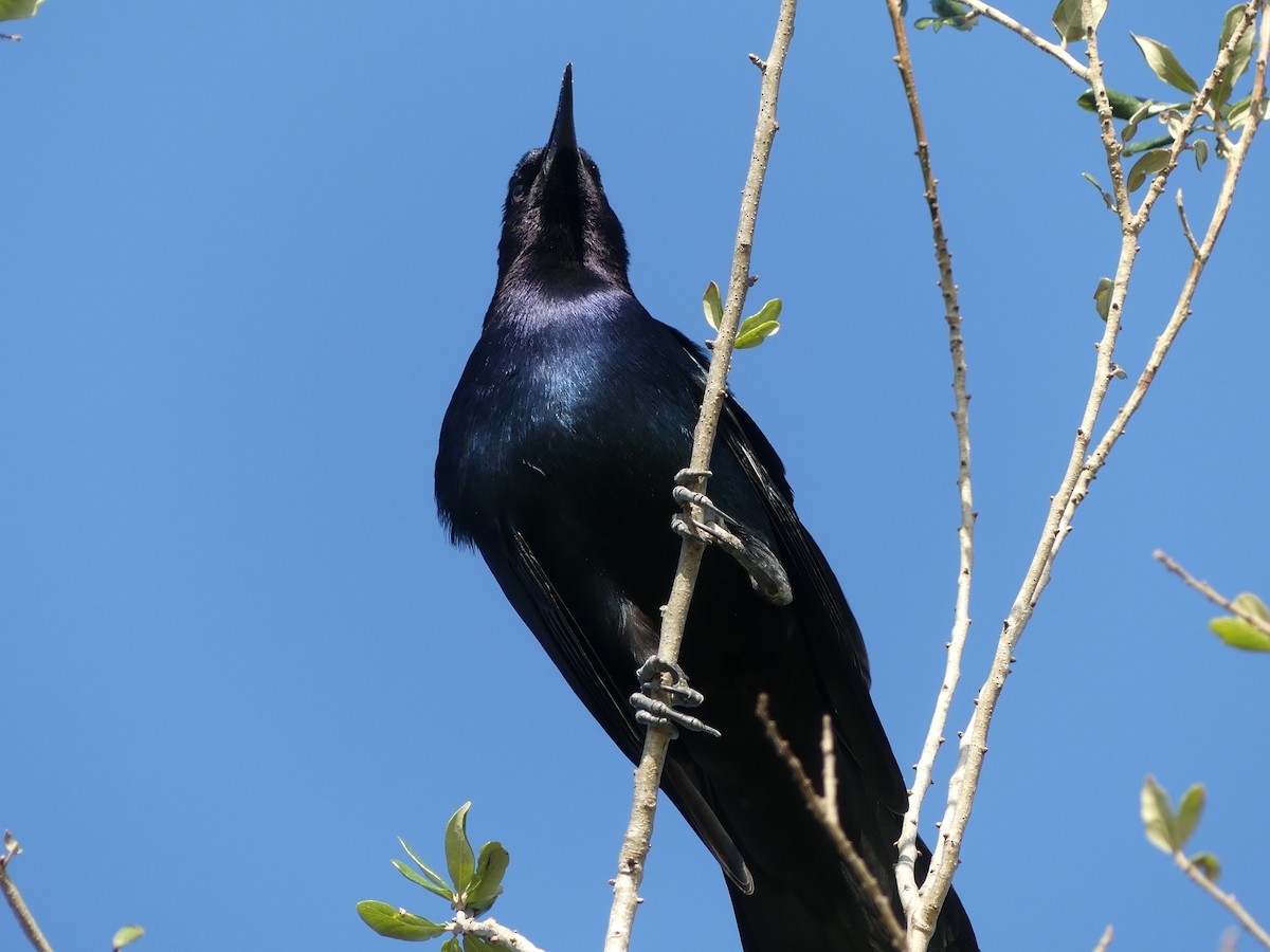 Boat-tailed Grackle - Betty Holcomb