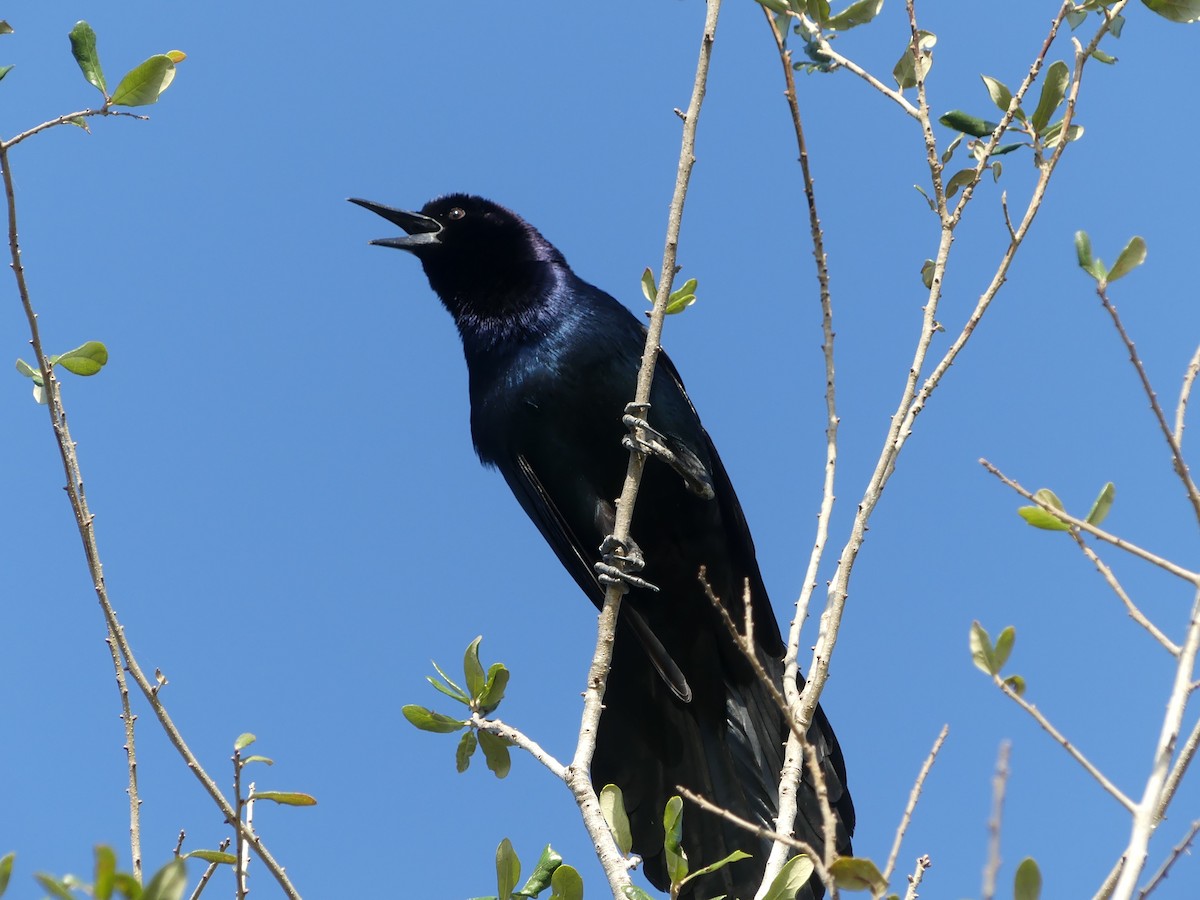 Boat-tailed Grackle - Betty Holcomb