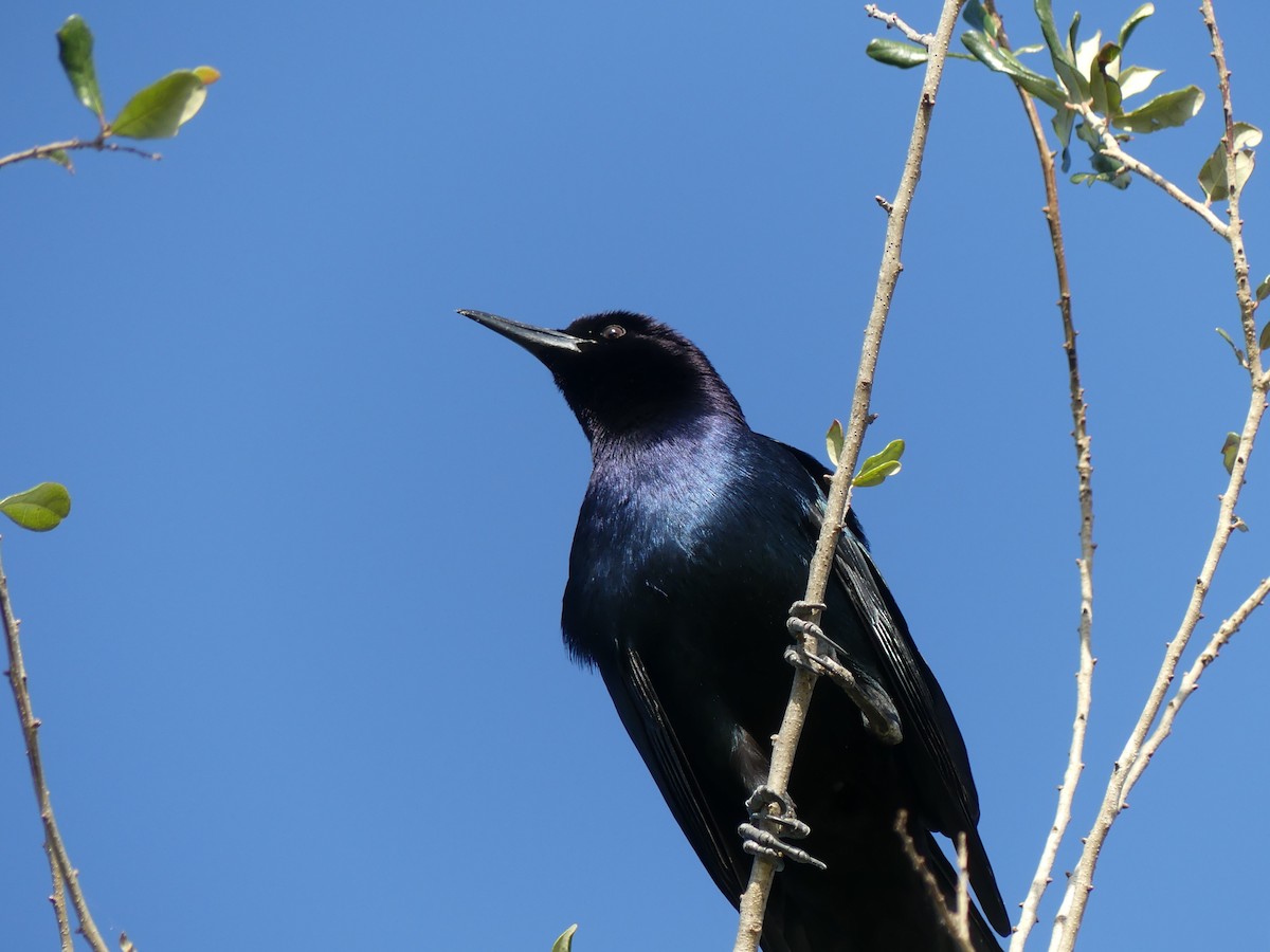 Boat-tailed Grackle - Betty Holcomb