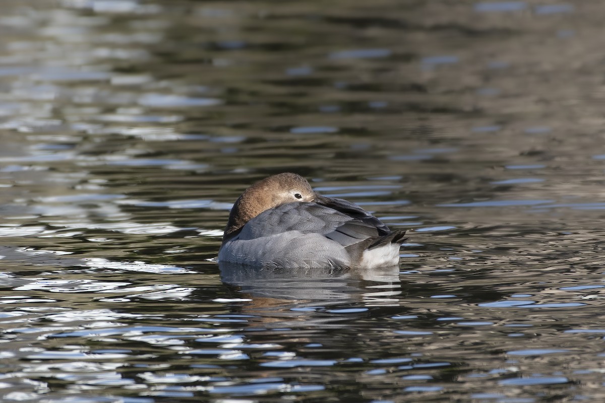 Canvasback - ML537135791