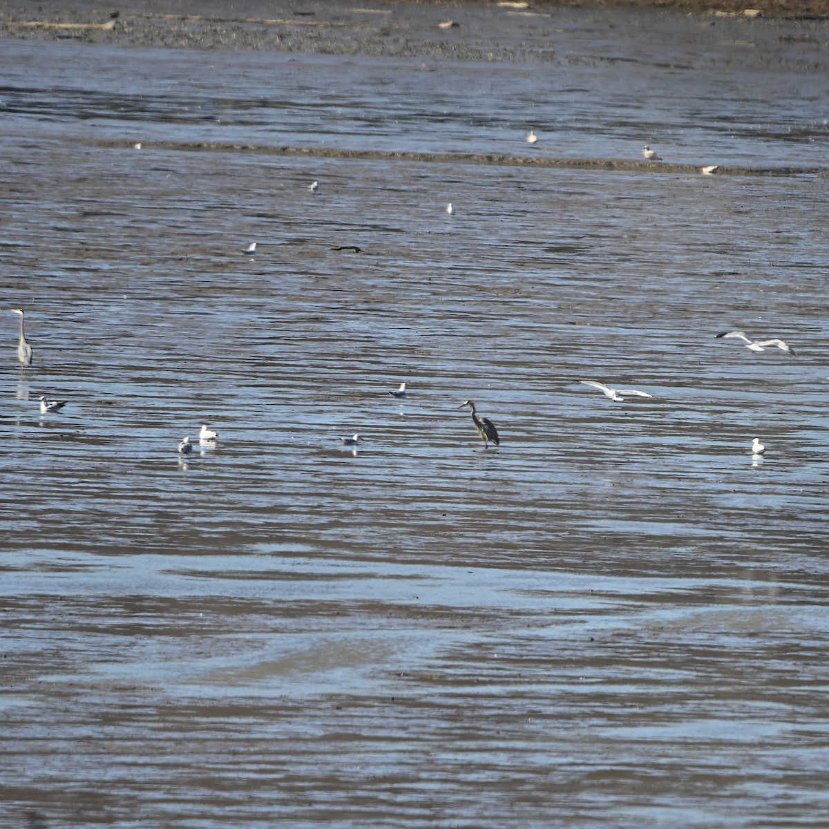 Ring-billed Gull - ML537136111