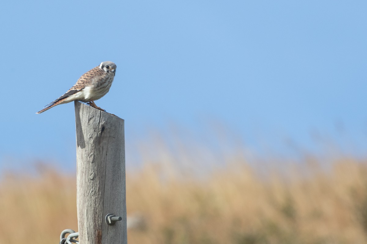 American Kestrel - ML537136531