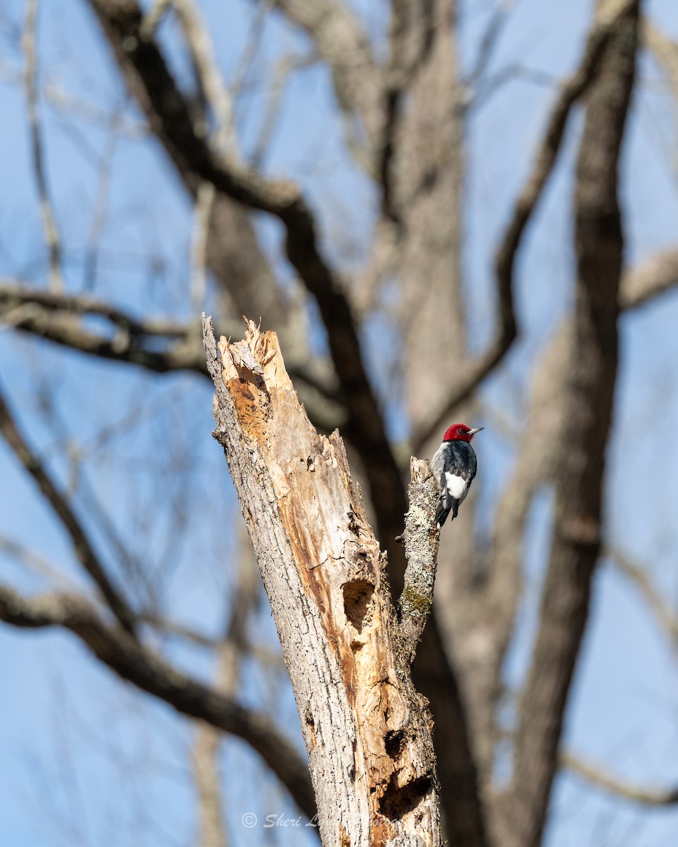 Red-headed Woodpecker - ML537136821