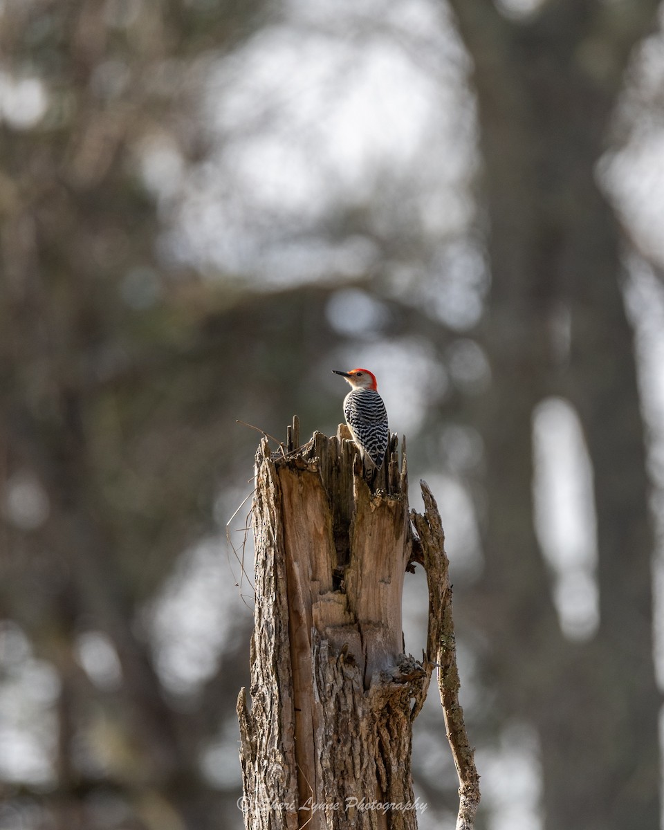 Red-bellied Woodpecker - Sheri Thompson