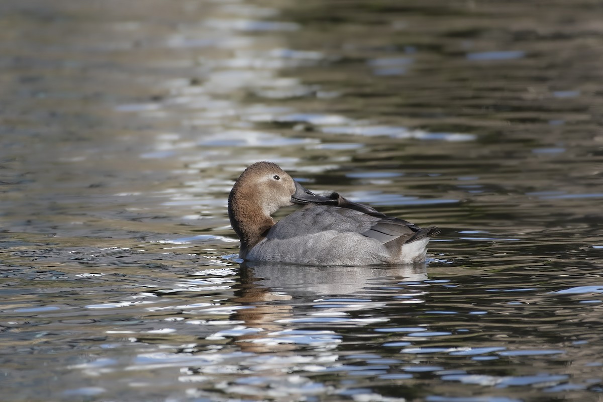 Canvasback - ML537138861
