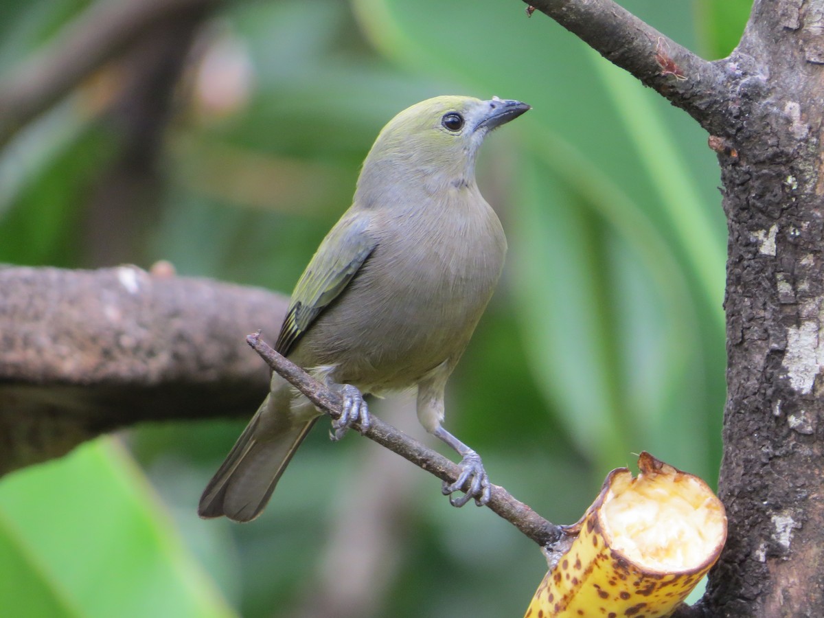 Palm Tanager - Mark Goodwin