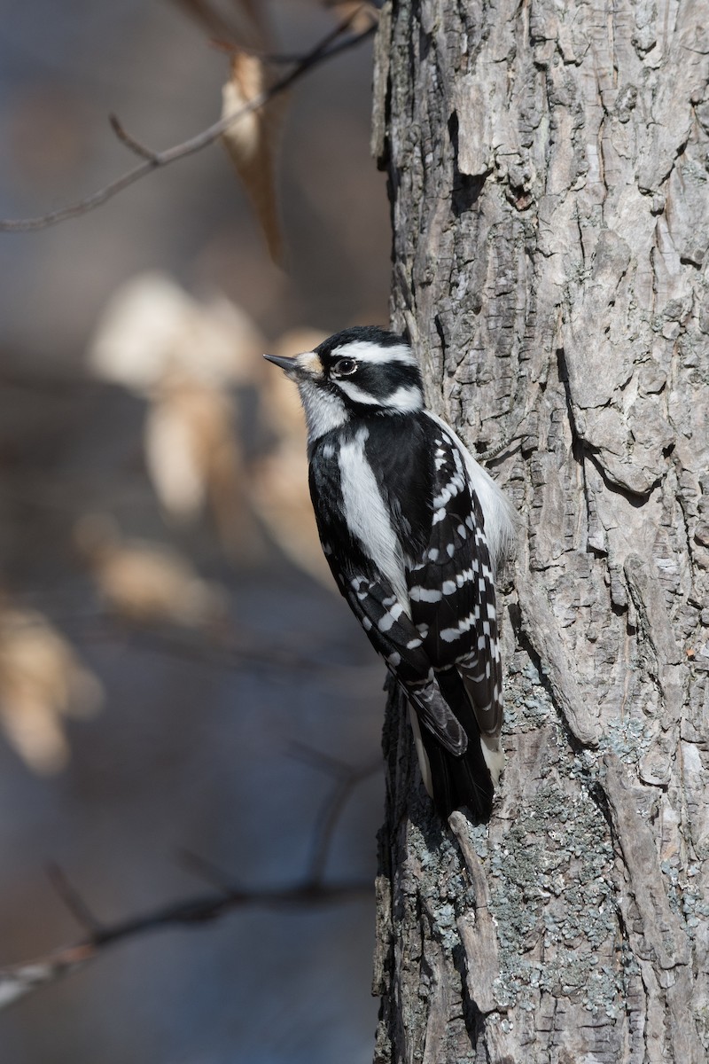 Downy Woodpecker - ML537139651