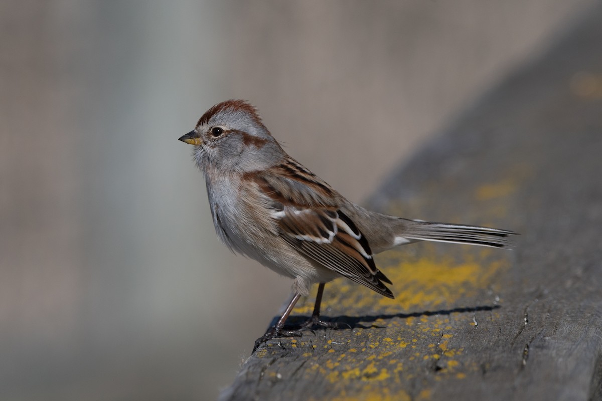 American Tree Sparrow - ML537139921