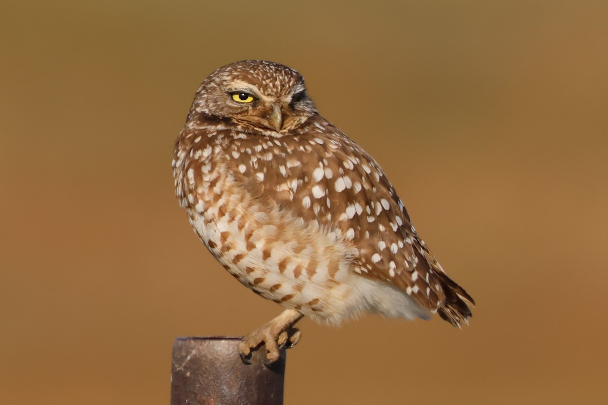 Burrowing Owl - Stephen Fettig