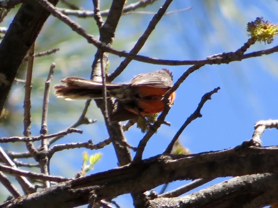 Slate-throated Redstart - jeffrey bearce