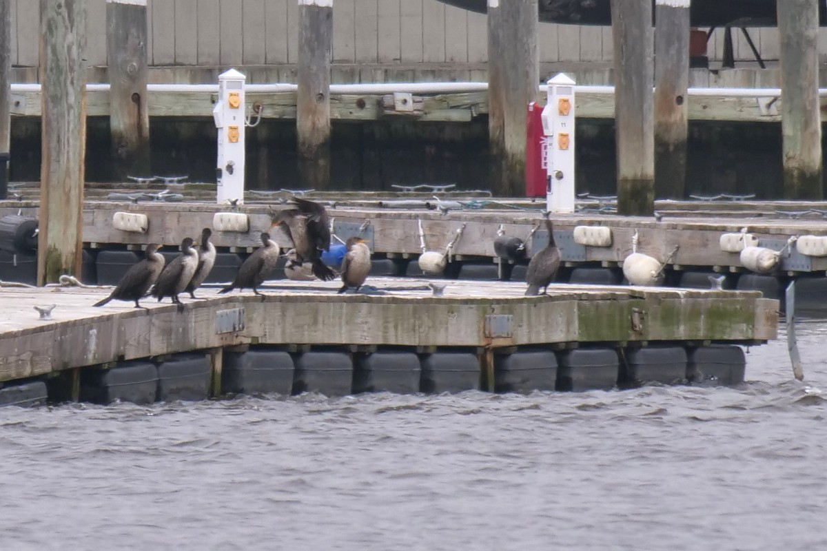 Double-crested Cormorant - ML537141181