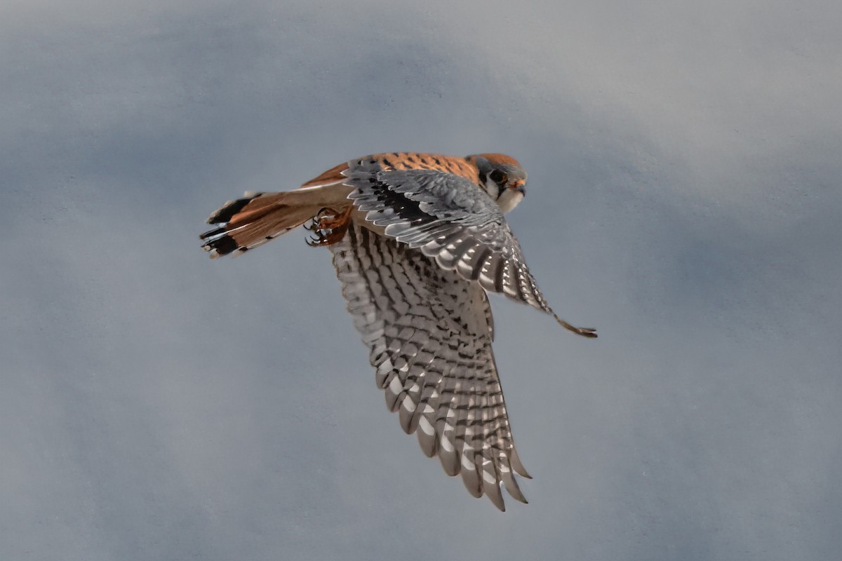 American Kestrel - William Kelley