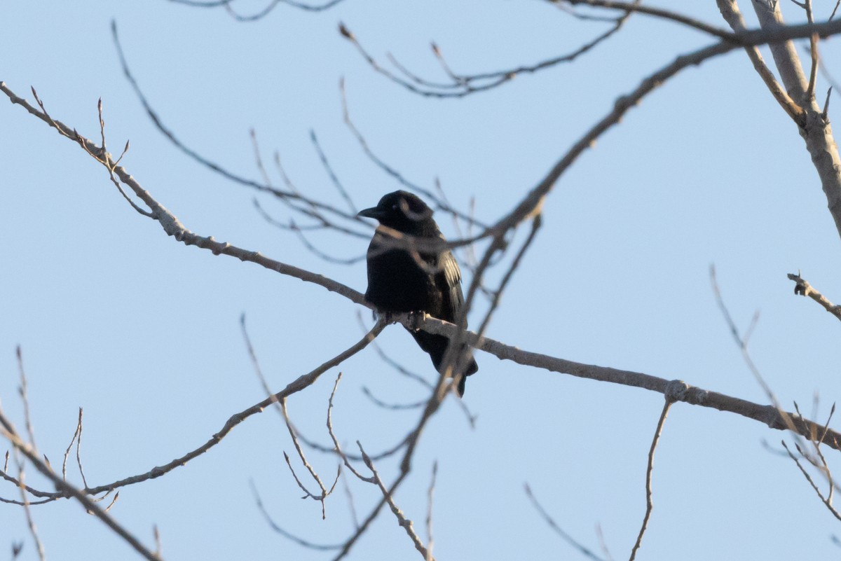 American Crow - ML537141891