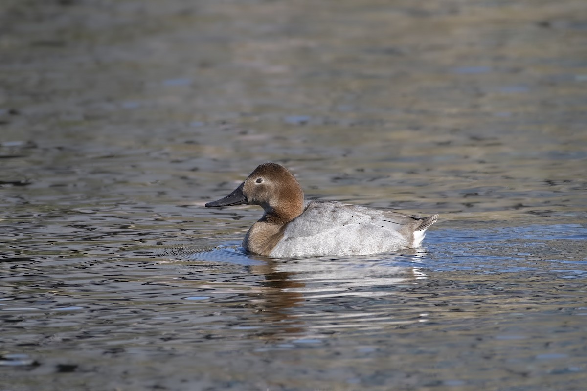 Canvasback - ML537141931