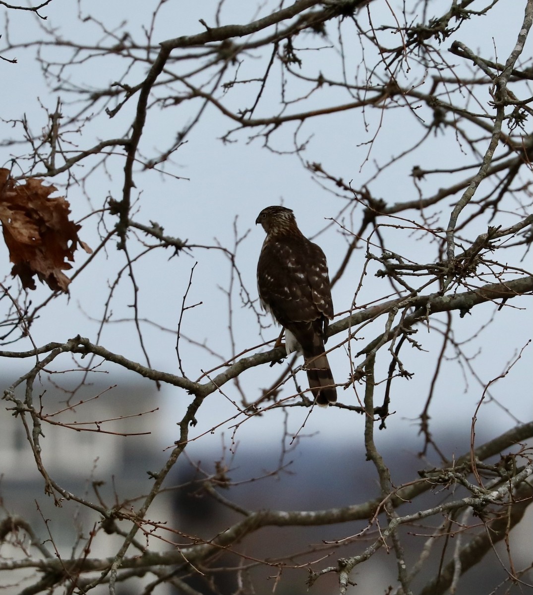 Cooper's Hawk - ML537141991