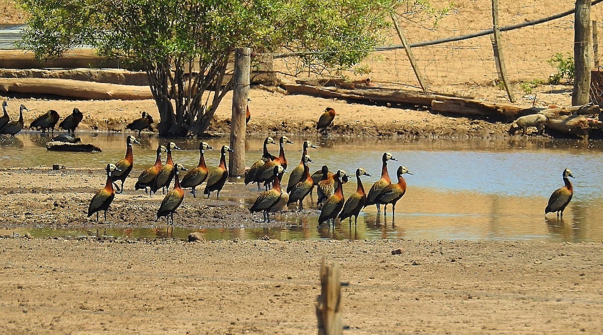 White-faced Whistling-Duck - ML537142601