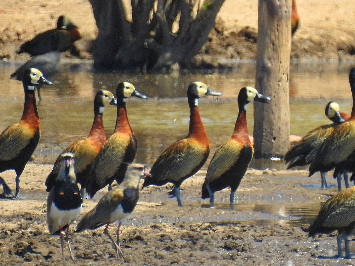 White-faced Whistling-Duck - ML537142611