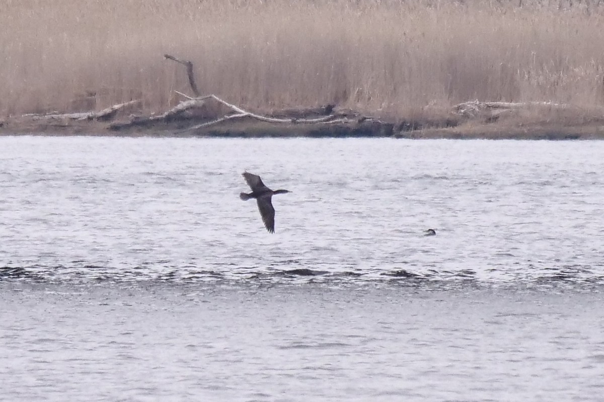 Double-crested Cormorant - ML537142751