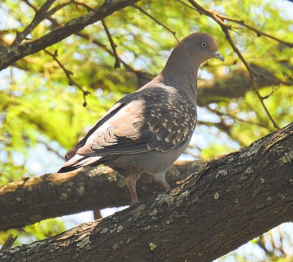 Spot-winged Pigeon - ML537142851