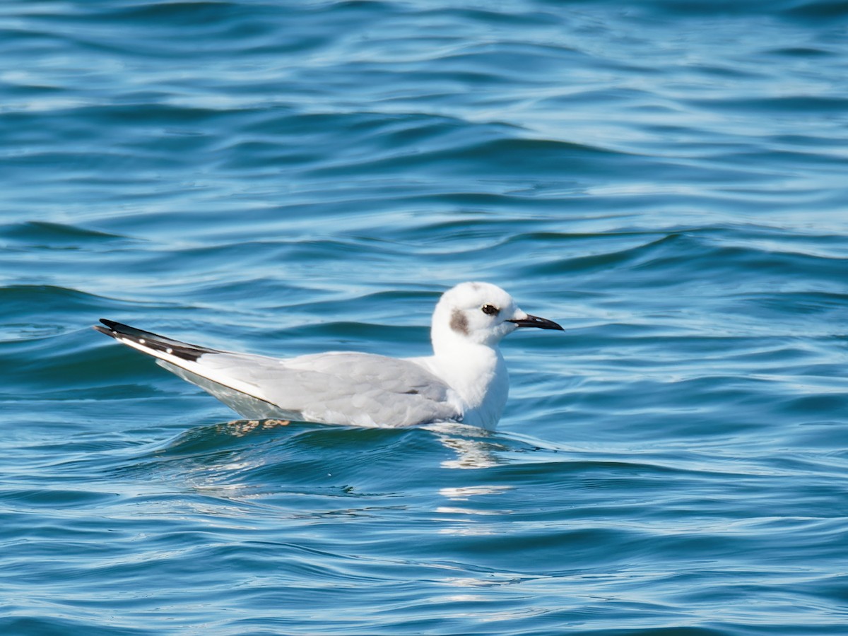 Bonaparte's Gull - ML537142981