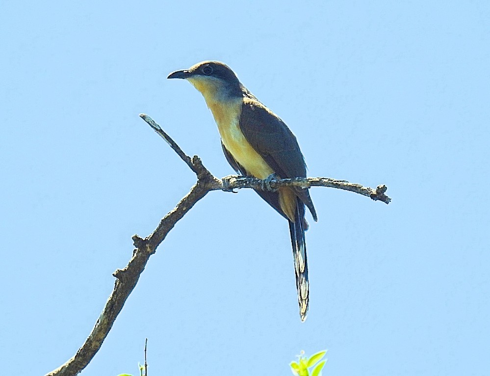 Dark-billed Cuckoo - ML537143051