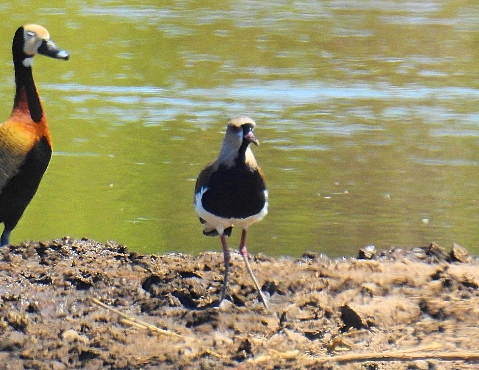 Southern Lapwing - ML537143251