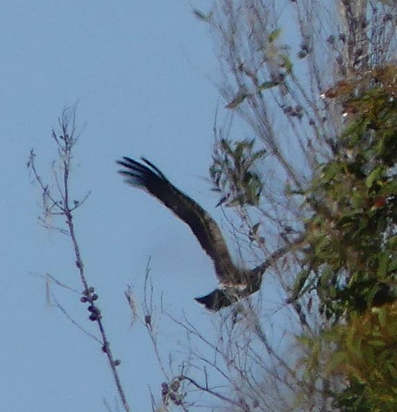 Spotted Harrier - ML537143271