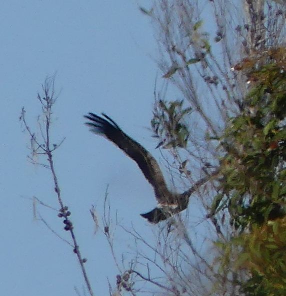 Spotted Harrier - Martin Butterfield