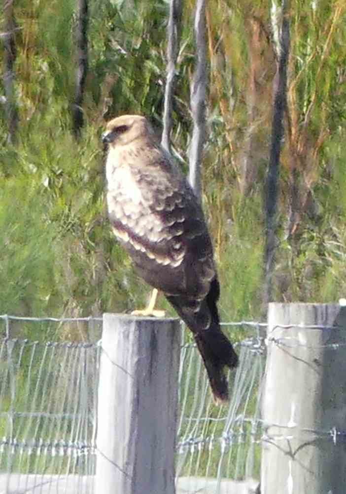 Aguilucho Moteado - ML537143281