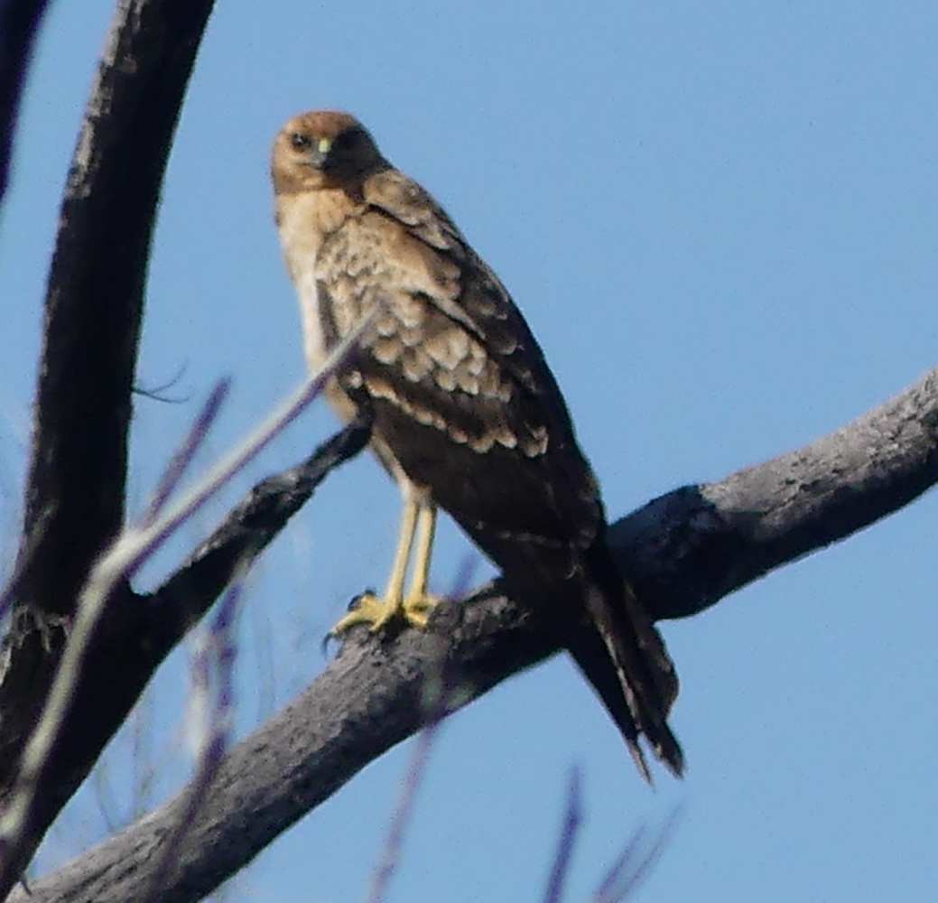 Aguilucho Moteado - ML537143291