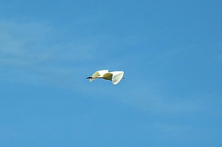 Snowy Egret - ML537143661