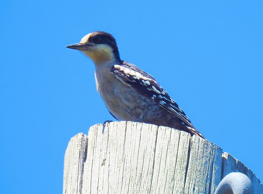 White-fronted Woodpecker - ML537143861