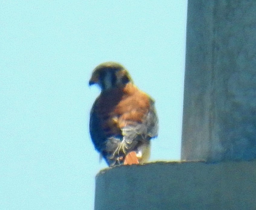 American Kestrel - ML537144021