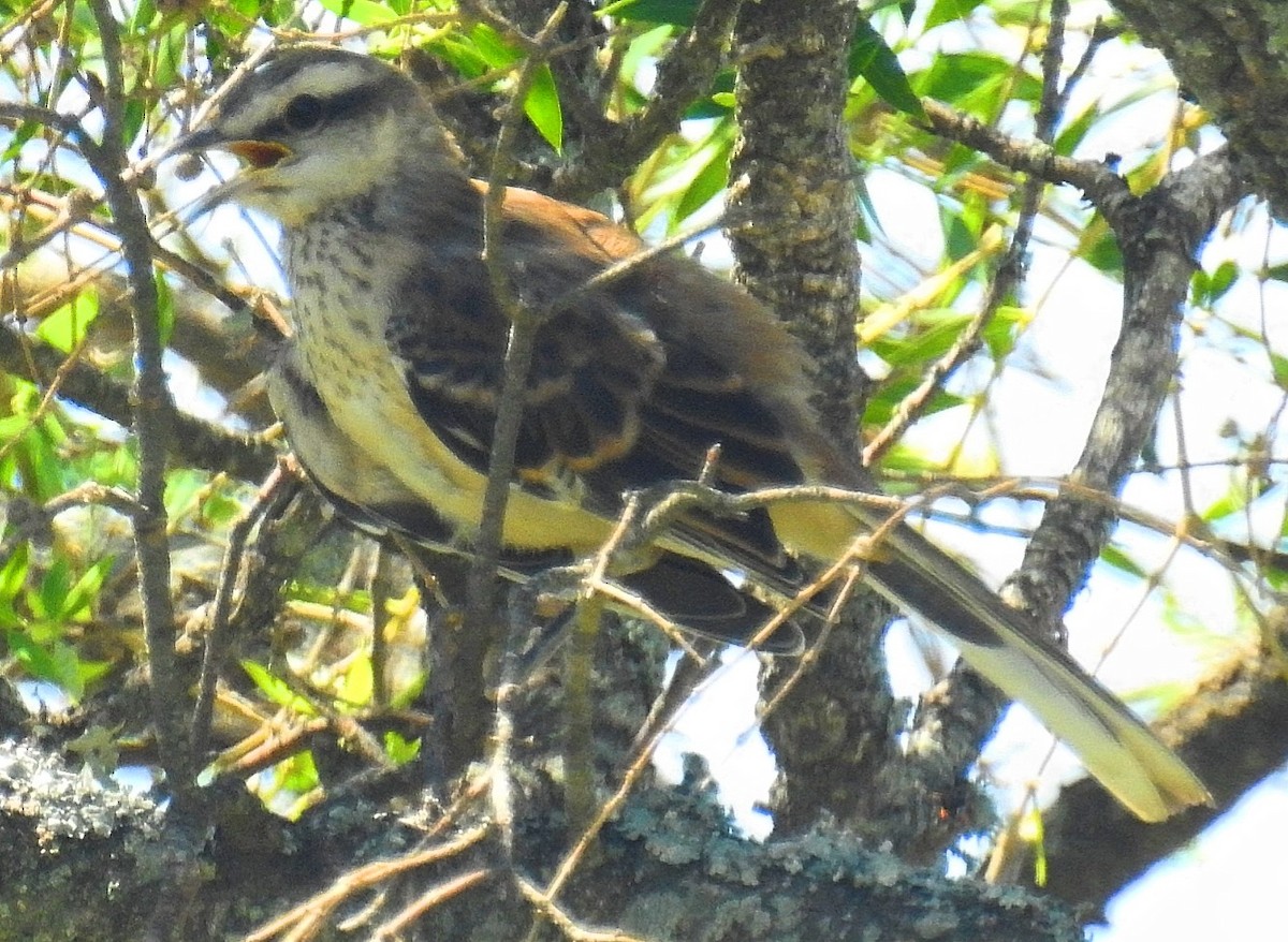 Chalk-browed Mockingbird - ML537144701