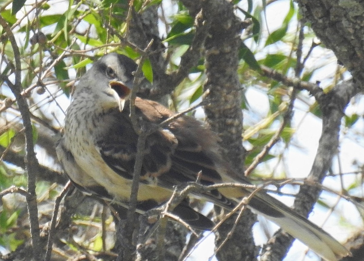 Chalk-browed Mockingbird - ML537144711
