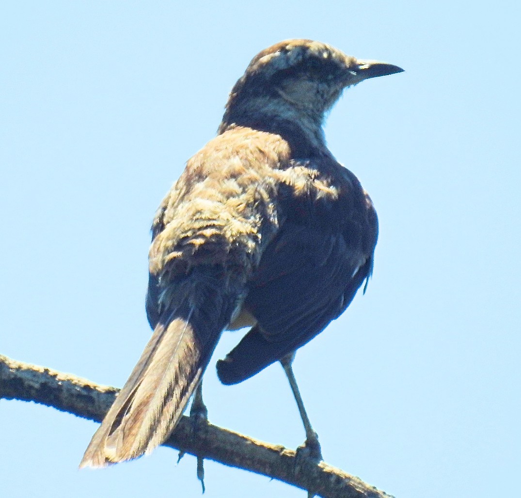 Chalk-browed Mockingbird - ML537144721